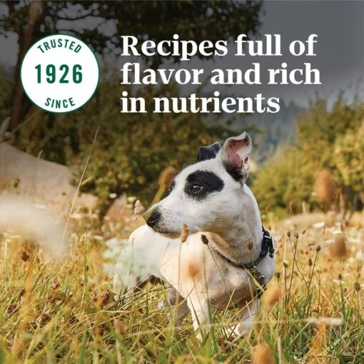 Nutro Natural Choice Small Breed Senior Chicken & Brown Rice Recipe Dry Dog Food -Dog Supplies 109583 PT7. AC SS1800 V1691417418