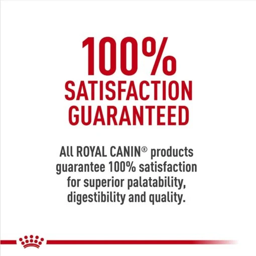 Royal Canin Breed Health Nutrition Jack Russell Terrier Puppy Dry Dog Food -Dog Supplies 138997 PT5. AC SS1800 V1697212426