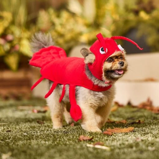 Frisco Red Lobster Dog & Cat Costume -Dog Supplies 158723 PT6. AC SS1800 V1659023888