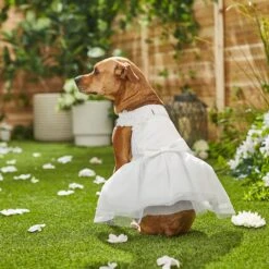 Frisco Formal Dog Wedding Dress -Dog Supplies 248743 PT7. AC SS1800 V1614118361