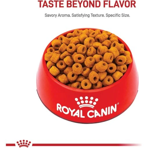 Royal Canin Breed Health Nutrition Labrador Retriever Adult 5+ Dry Dog Food -Dog Supplies 263410 PT1. AC SS1800 V1695158729