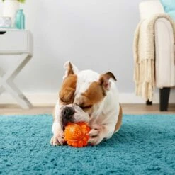 Frisco Fetch Squeaky TPR Ball Dog Toy & Bones & Chews Pig Ear Chews Dog Treats -Dog Supplies 297964 PT3. AC SS1800 V1623252759