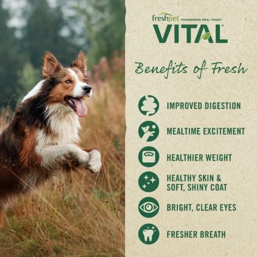 Freshpet Vital Chicken, Beef, Salmon & Egg Recipe Grain-Free Fresh Dog Food & Freshpet Dognation Turkey Bacon Grain-Free Fresh Dog Treats, 3-oz Bag, Case Of 6 -Dog Supplies 693190 PT8. AC SS1800 V1668627067