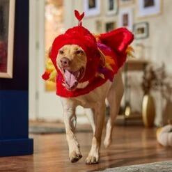 Frisco Flying Phoenix Dog & Cat Costume -Dog Supplies 708150 PT7. AC SS1800 V1689343869