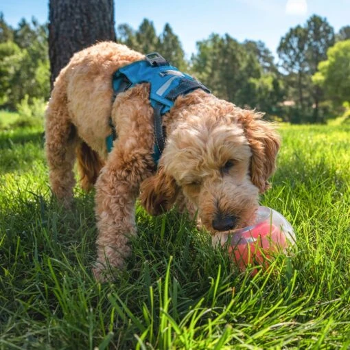 Outward Hound Dog Rumble Puzzle Ball Puzzle & Treat Maze Interactive Dog Toy, Orange -Dog Supplies 786558 PT5. AC SS1800 V1694286655