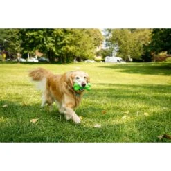 Hartz Dura Play Bone Squeaky Latex Dog Toy -Dog Supplies 82721 PT3. AC SS1800 V1660706813