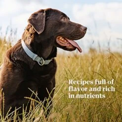 Nutro Premium Loaf Turkey, Sweet Potato & Green Bean Grain-Free Adult Canned Wet Dog Food -Dog Supplies 86736 PT7. AC SS1800 V1691418831