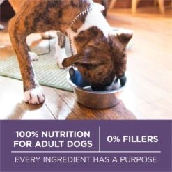 Purina ONE High Protein + Vibrant Maturity 7 Plus Formula Dry Senior Dog Food -Dog Supplies 918782 PT5. AC SS1800 V1694623289